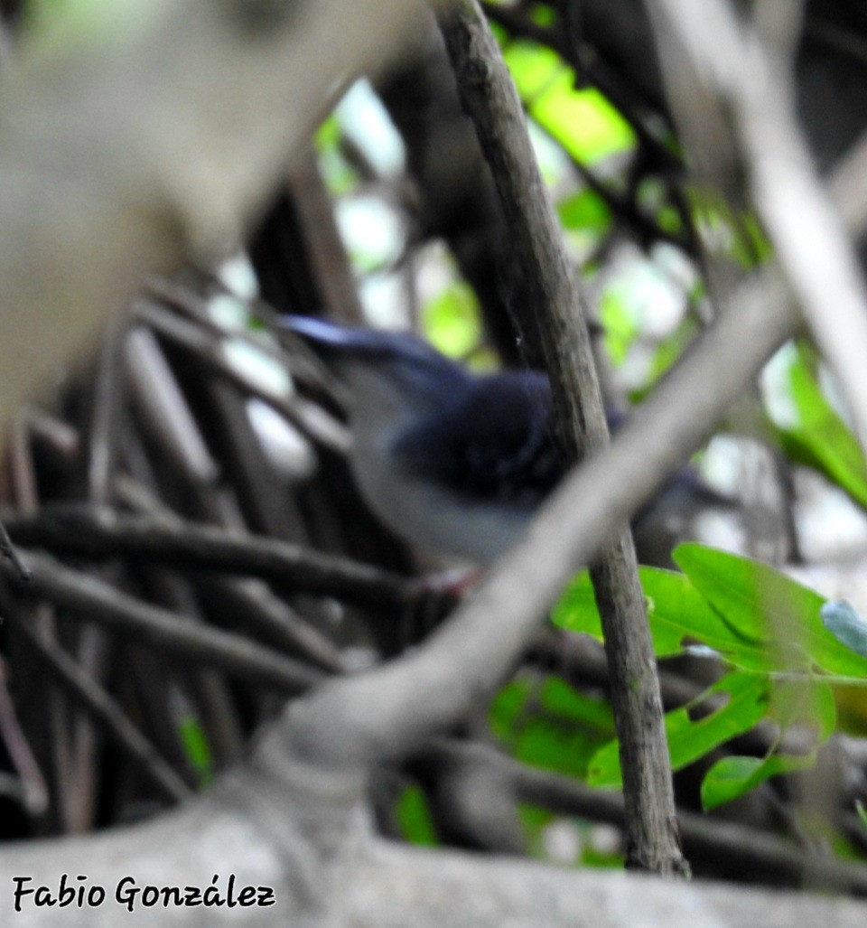 Silvered Antbird - ML540785271