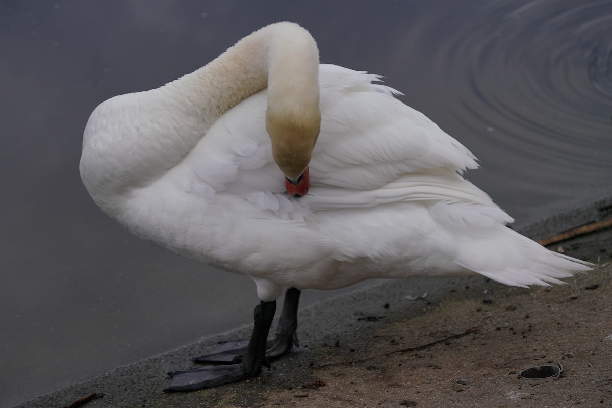 Mute Swan - ML540785311