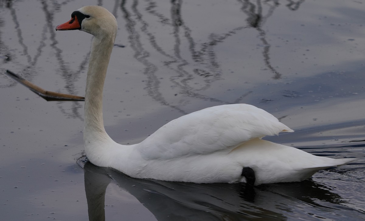 Mute Swan - ML540785321