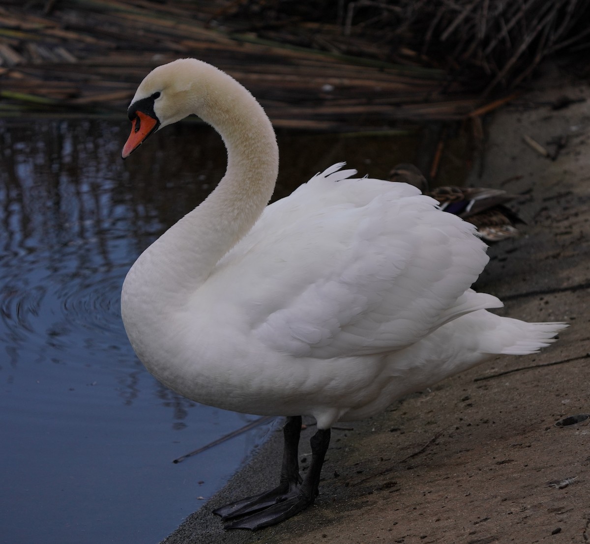 Mute Swan - ML540785331