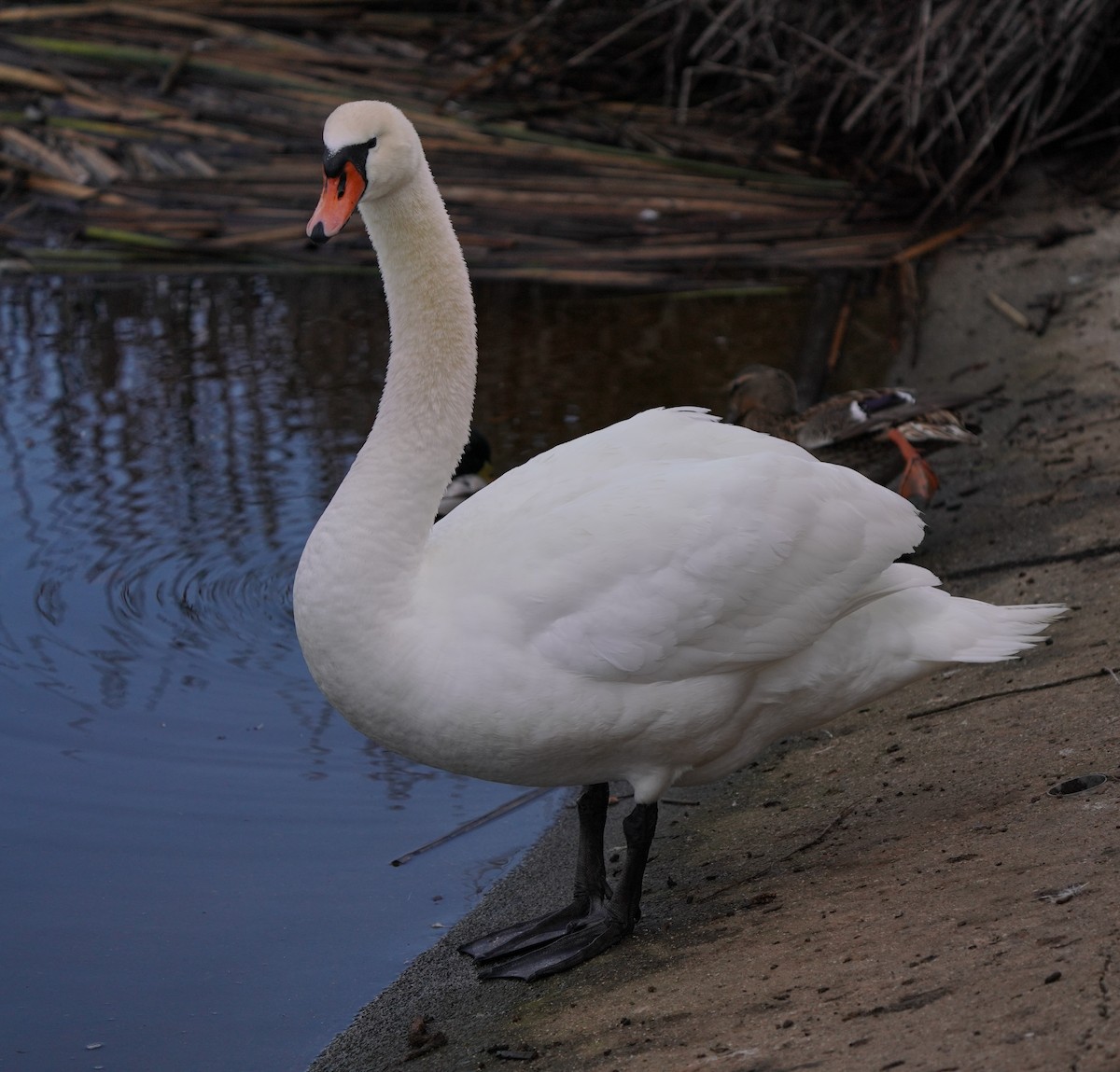 Mute Swan - ML540785341