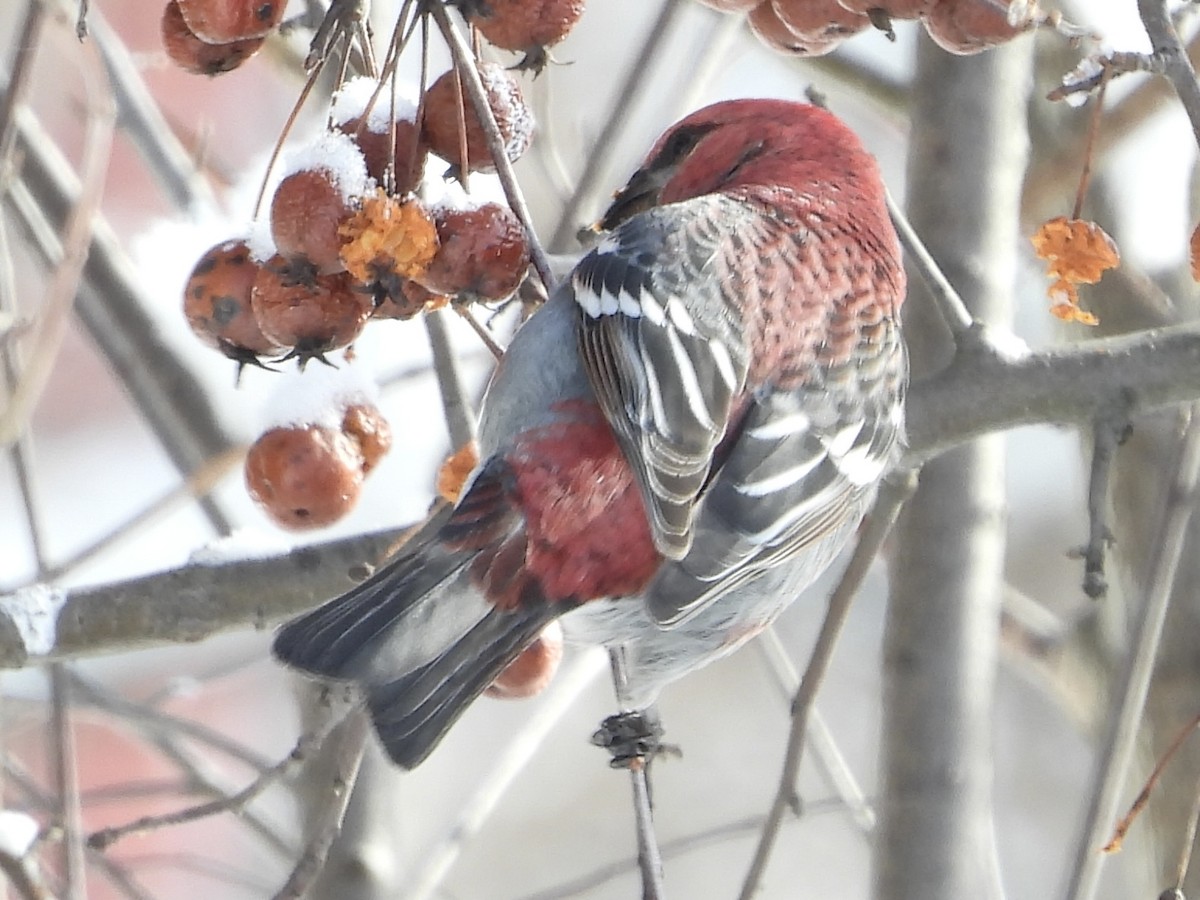 Pine Grosbeak - ML540785691