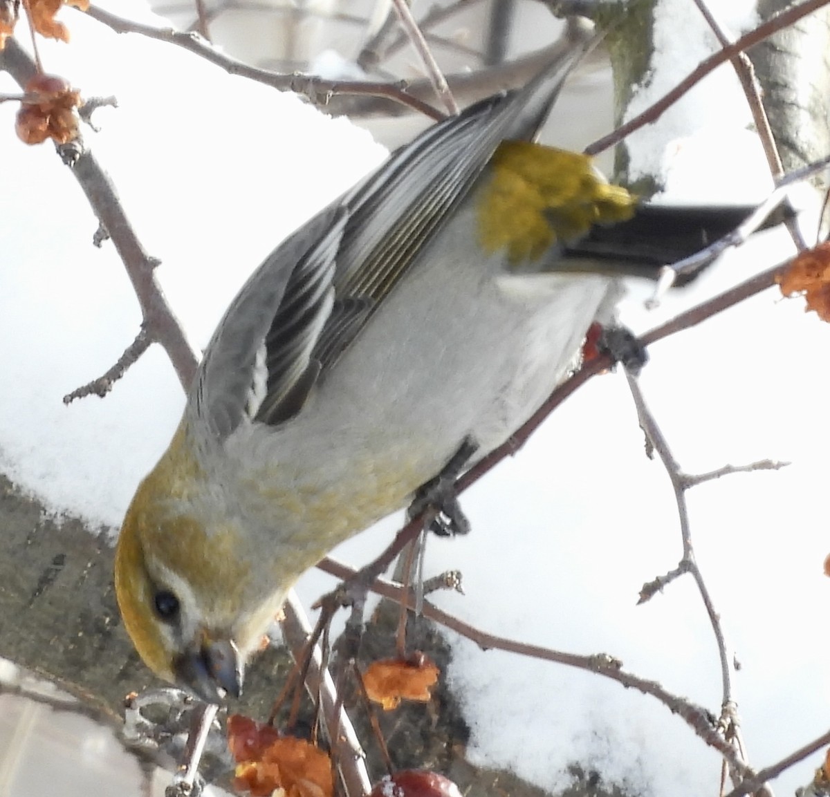 Pine Grosbeak - ML540785701