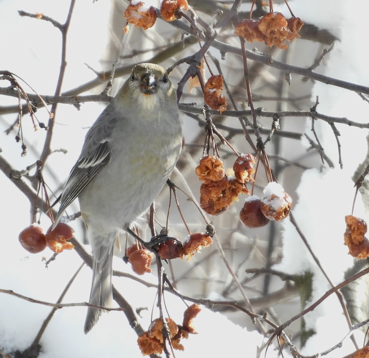 Pine Grosbeak - ML540785711