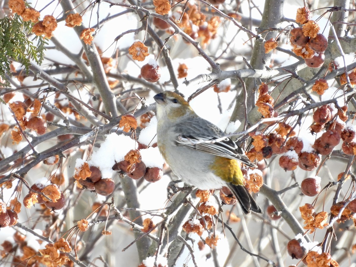 Pine Grosbeak - ML540785731