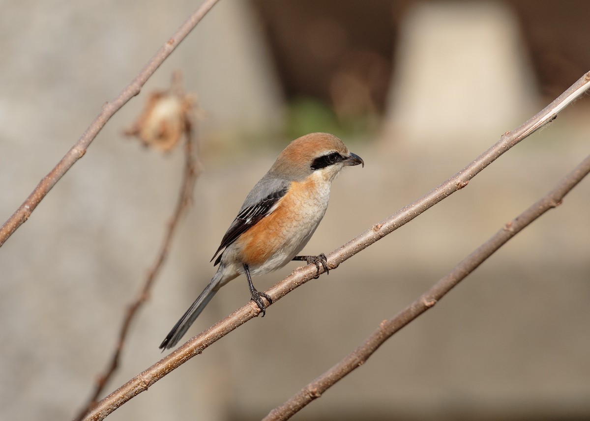 Bull-headed Shrike - ML540786151