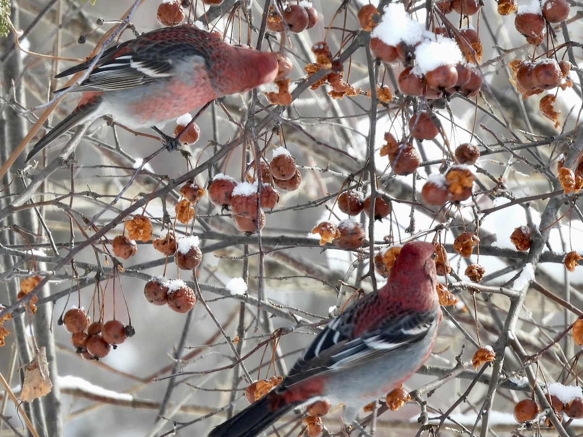 Pine Grosbeak - ML540786511