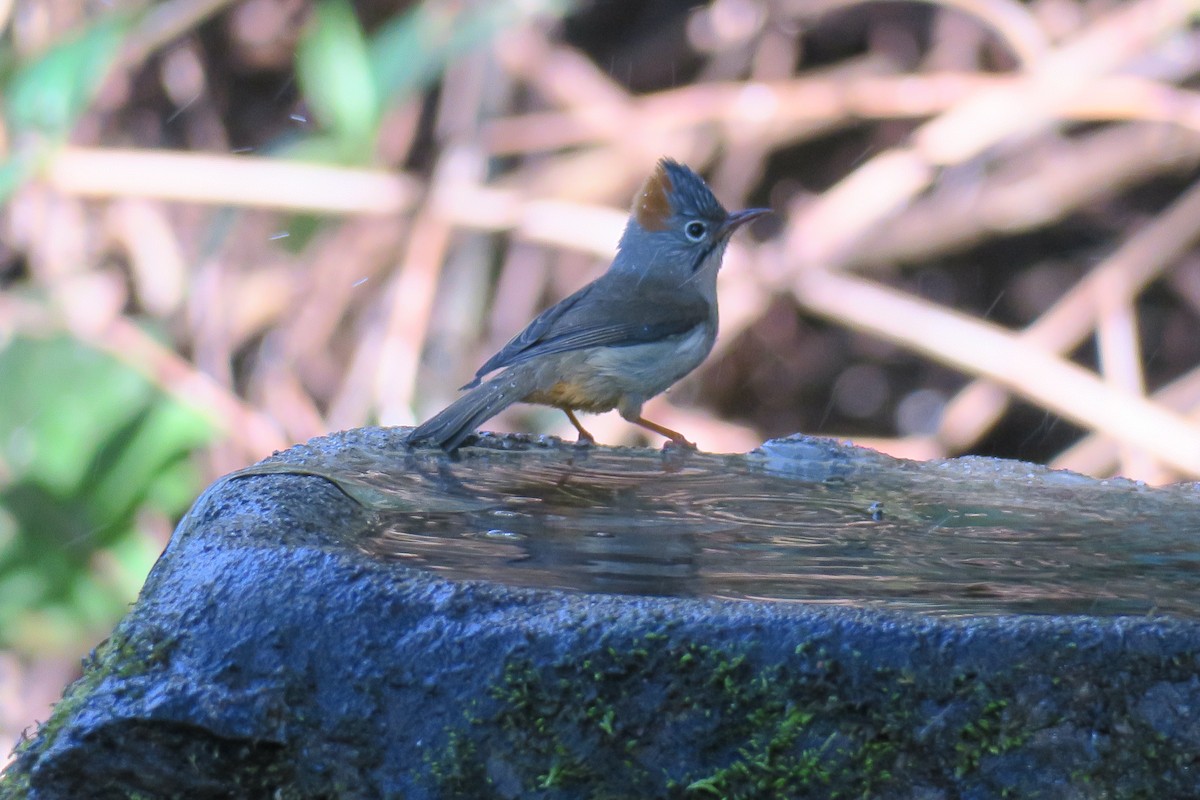 Rufous-vented Yuhina - Tian Li