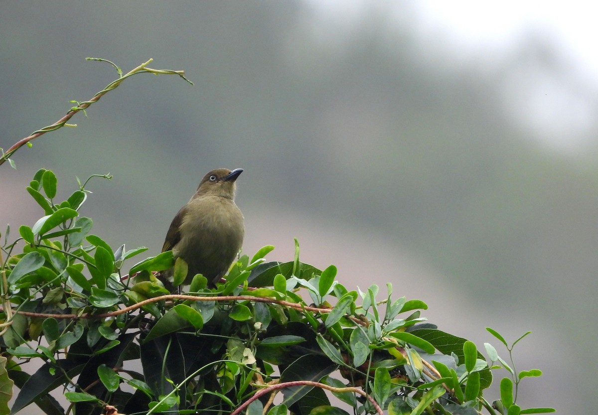 Sombre Greenbul - ML540787571