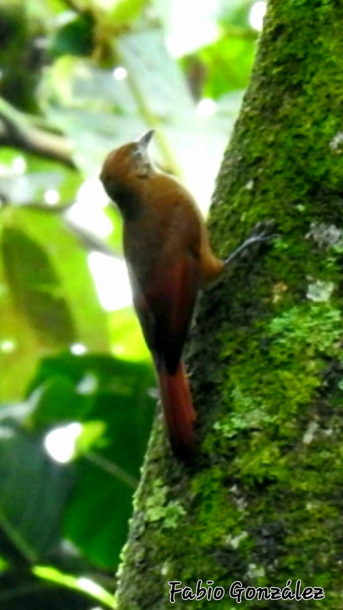 Buff-throated Woodcreeper - ML540787651