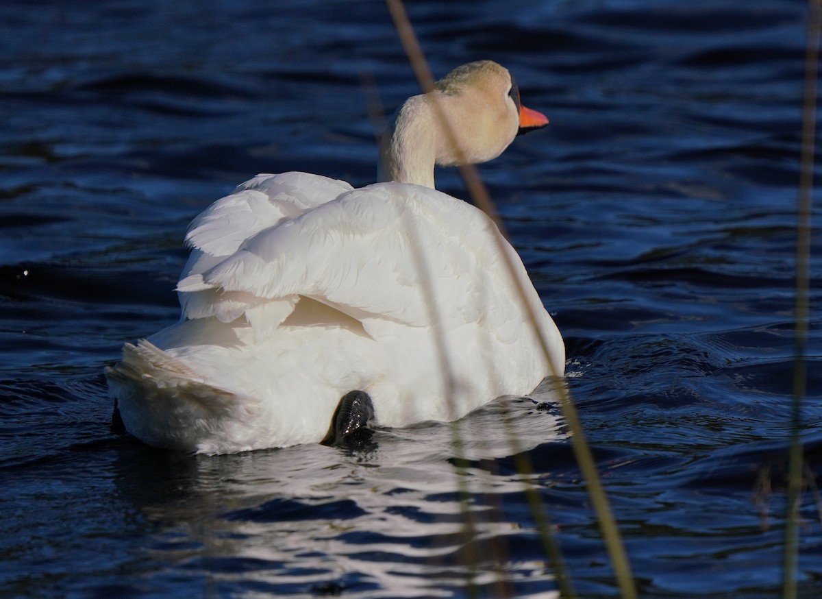 Mute Swan - ML540788071
