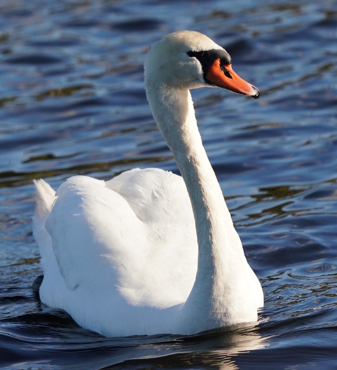 Mute Swan - ML540788081