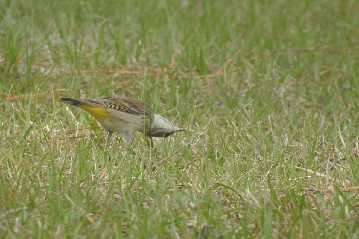 Palm Warbler - ML540788761