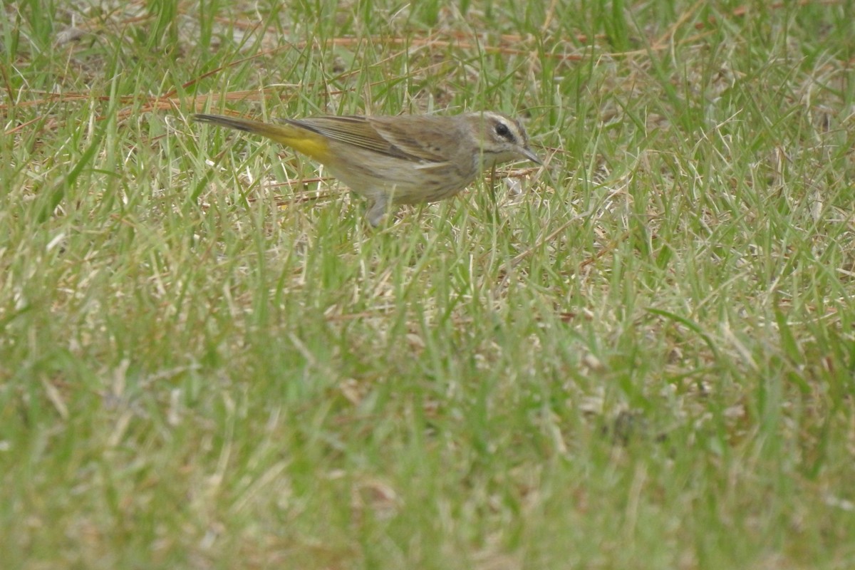 Palm Warbler - ML540788771