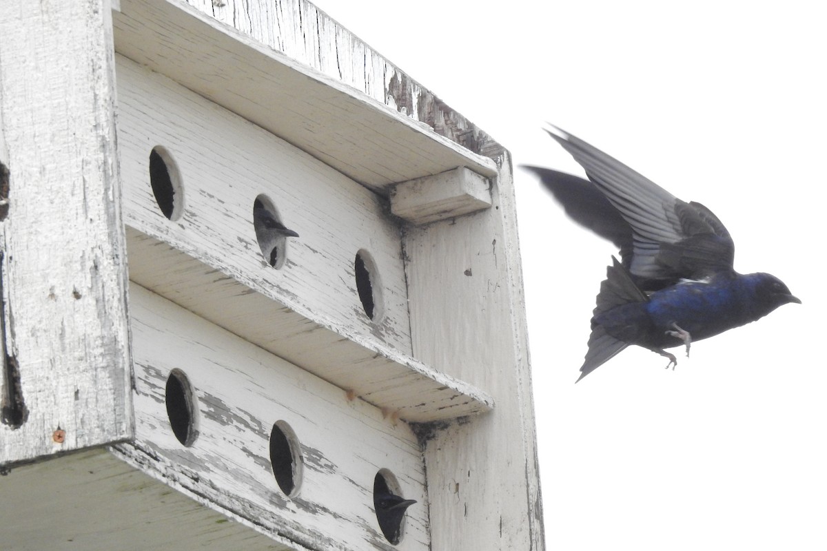 Purple Martin - ML540788831