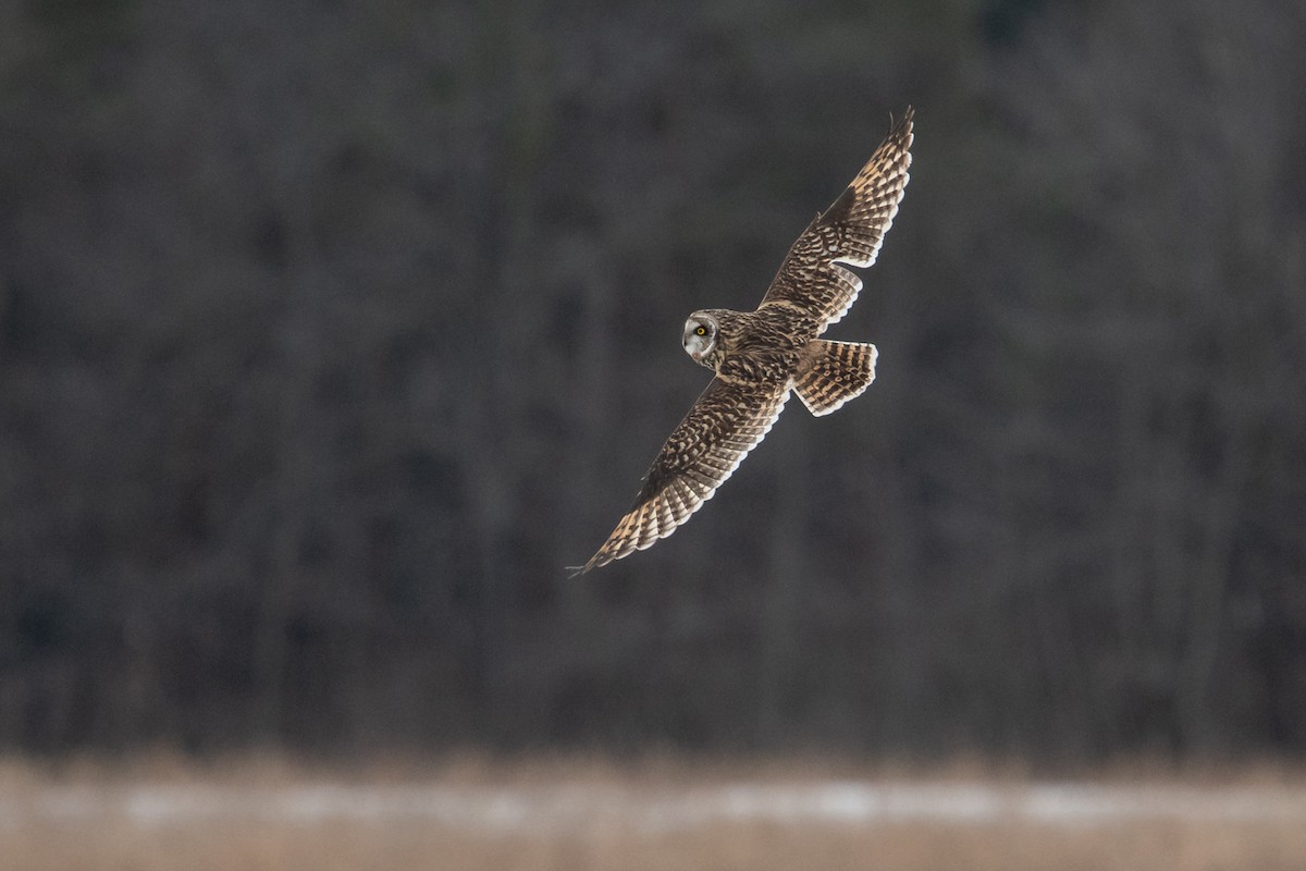 Short-eared Owl - Ryan Griffiths