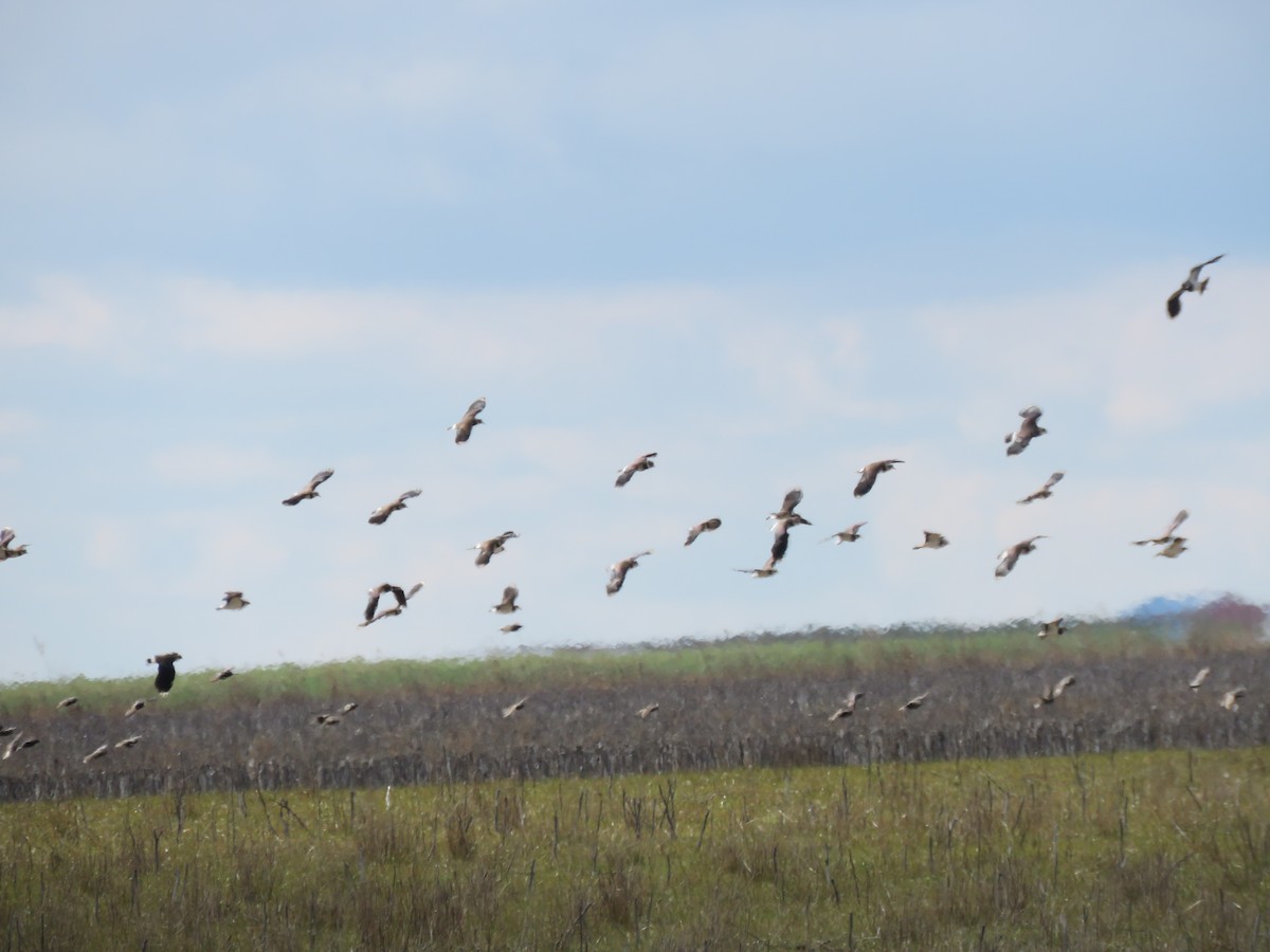 Northern Lapwing - ML540793251