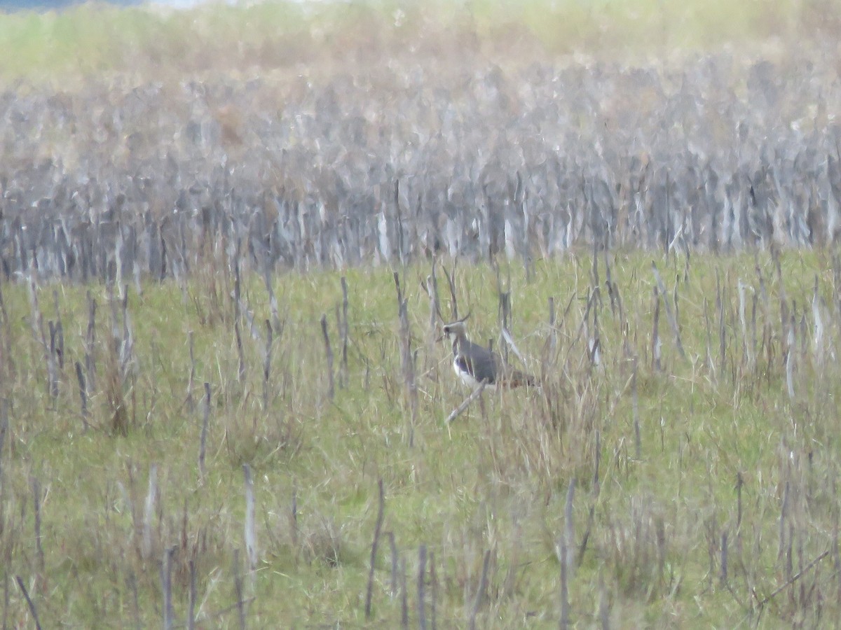 Northern Lapwing - ML540793261