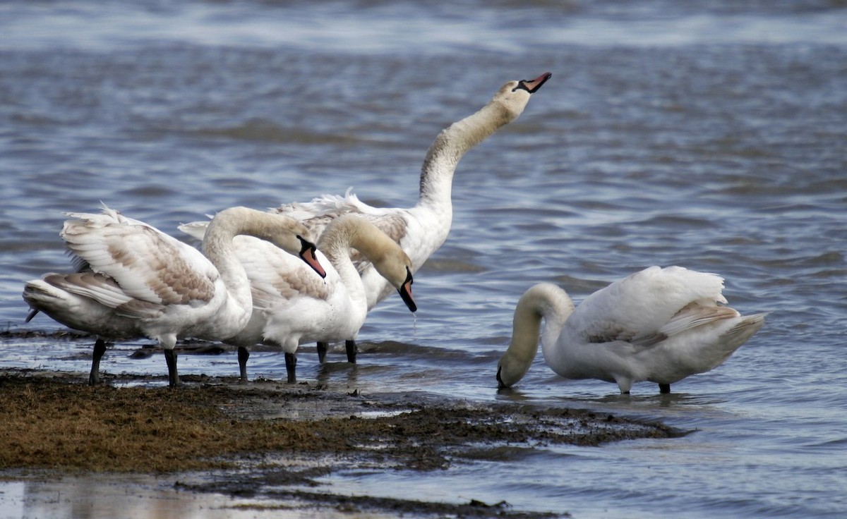 Mute Swan - Yves Gauthier (Mtl)