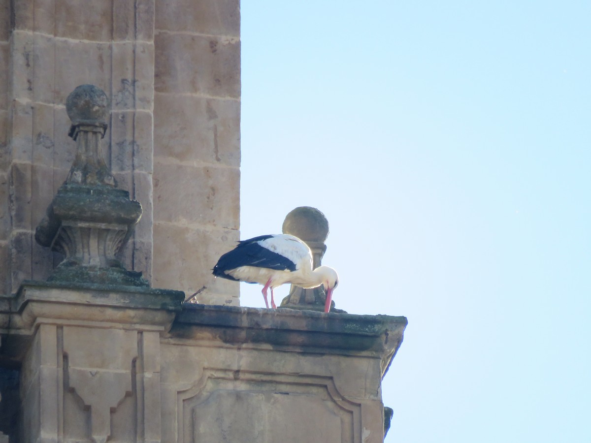 White Stork - ML540794471