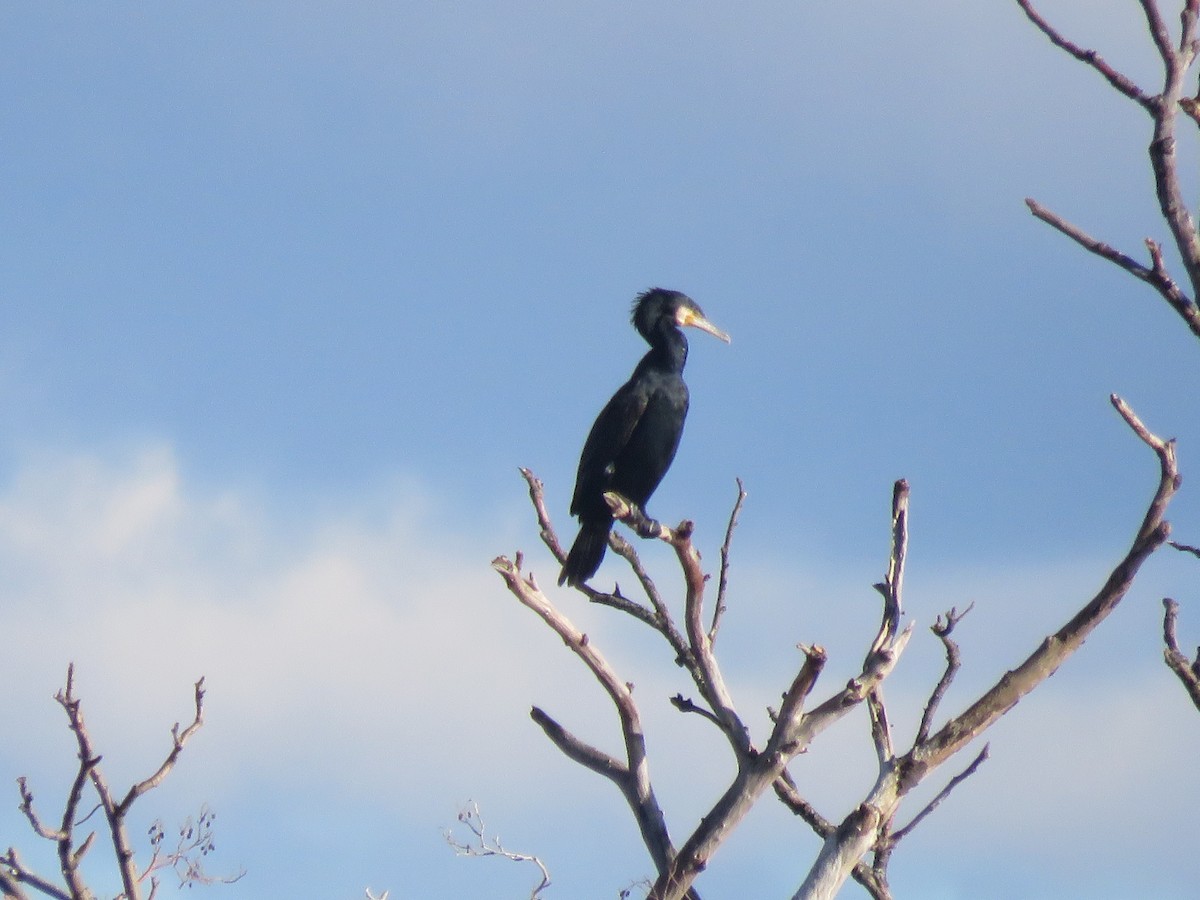 Great Cormorant - ML540794511