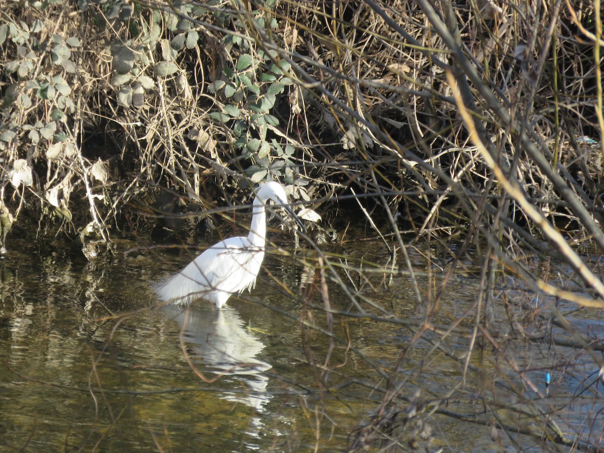 小白鷺 - ML540794571