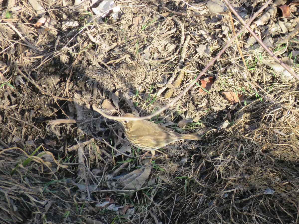 Song Thrush - Oscar Sampedro