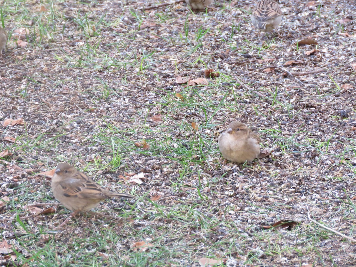 House Sparrow - ML540794661