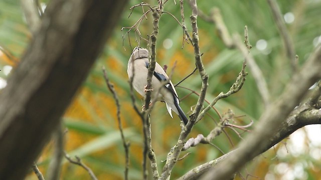 Japanese Grosbeak - ML540795111