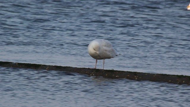 grønlandsmåke (kumlieni/glaucoides) - ML540795381