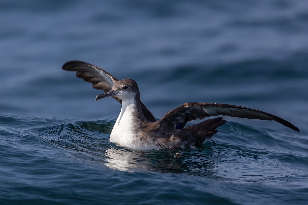 Persian Shearwater - Daniel Danckwerts (Rockjumper Birding Tours)