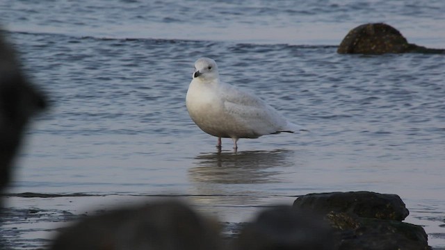 Iceland Gull (kumlieni/glaucoides) - ML540795931