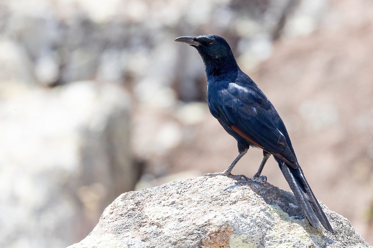 Socotra Starling - ML540796201