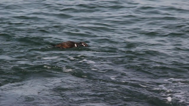 Harlequin Duck - ML540796371