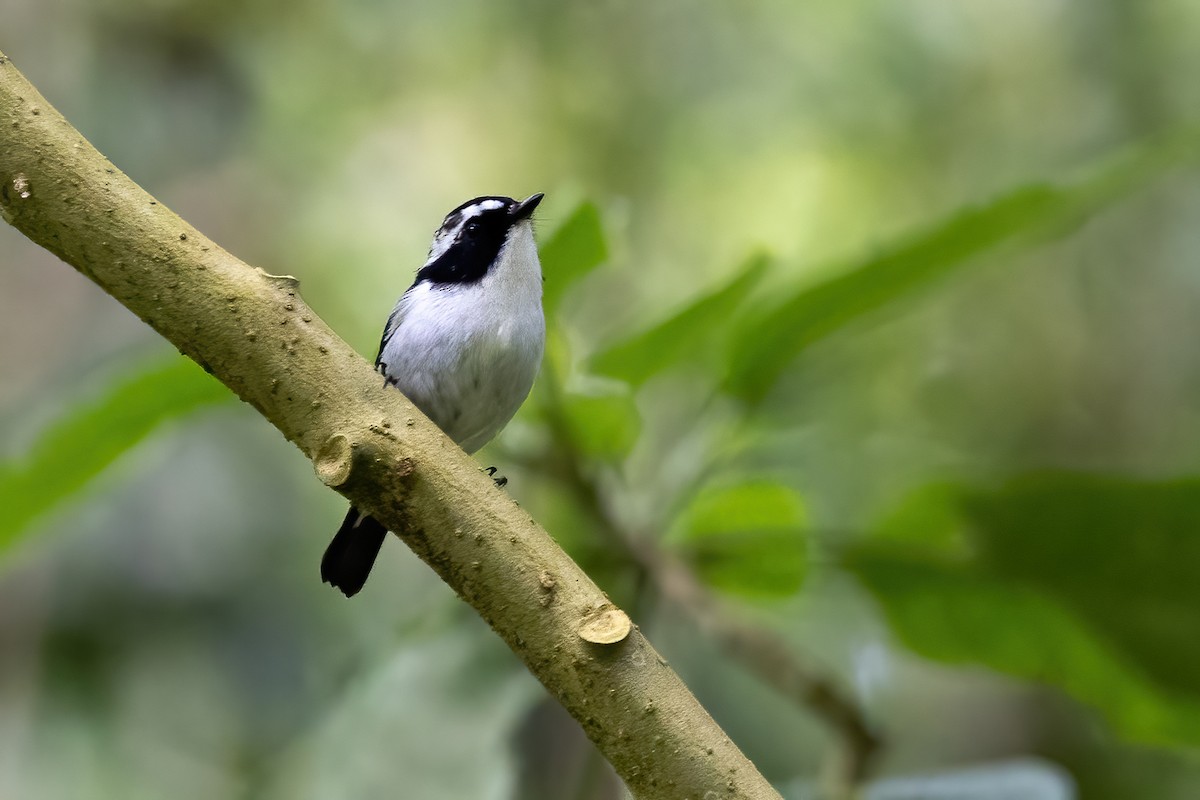 Little Pied Flycatcher - ML540796831