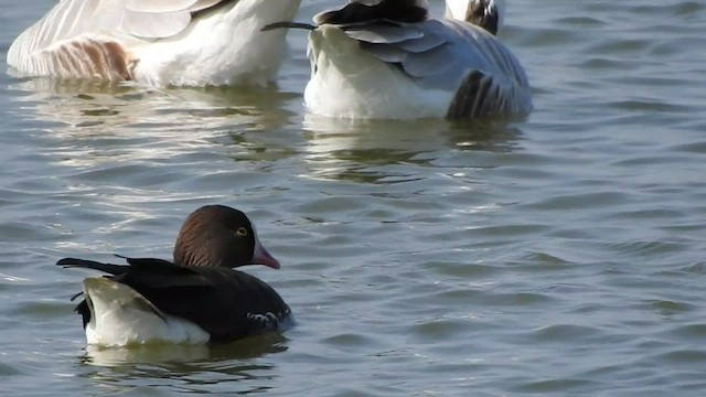 Lesser White-fronted Goose - ML540796981