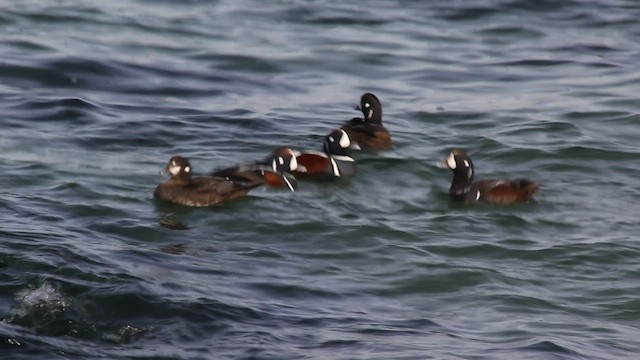 Harlequin Duck - ML540797691