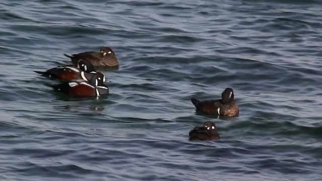 Harlequin Duck - ML540798141