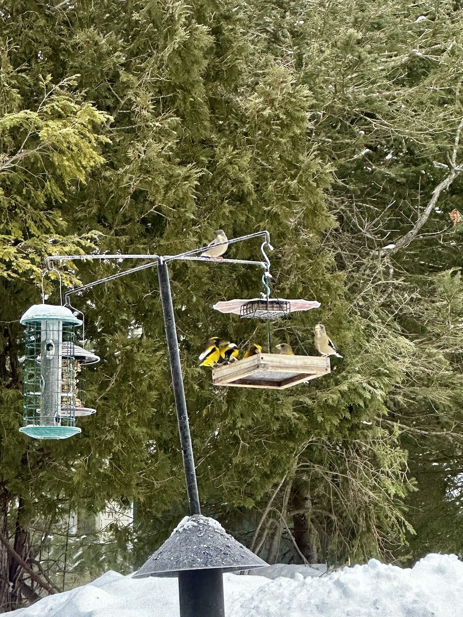 Evening Grosbeak - ML540798611