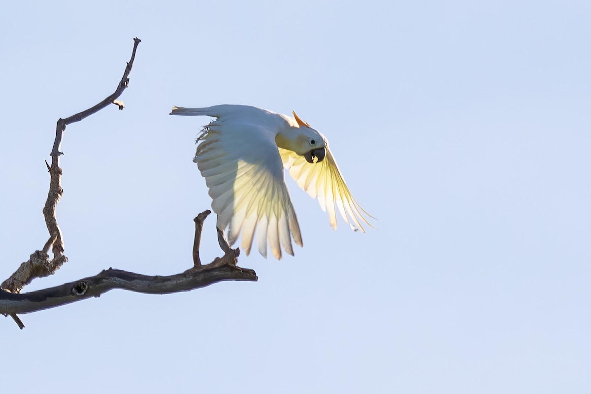 Citron-crested Cockatoo - Daniel Danckwerts (Rockjumper Birding Tours)