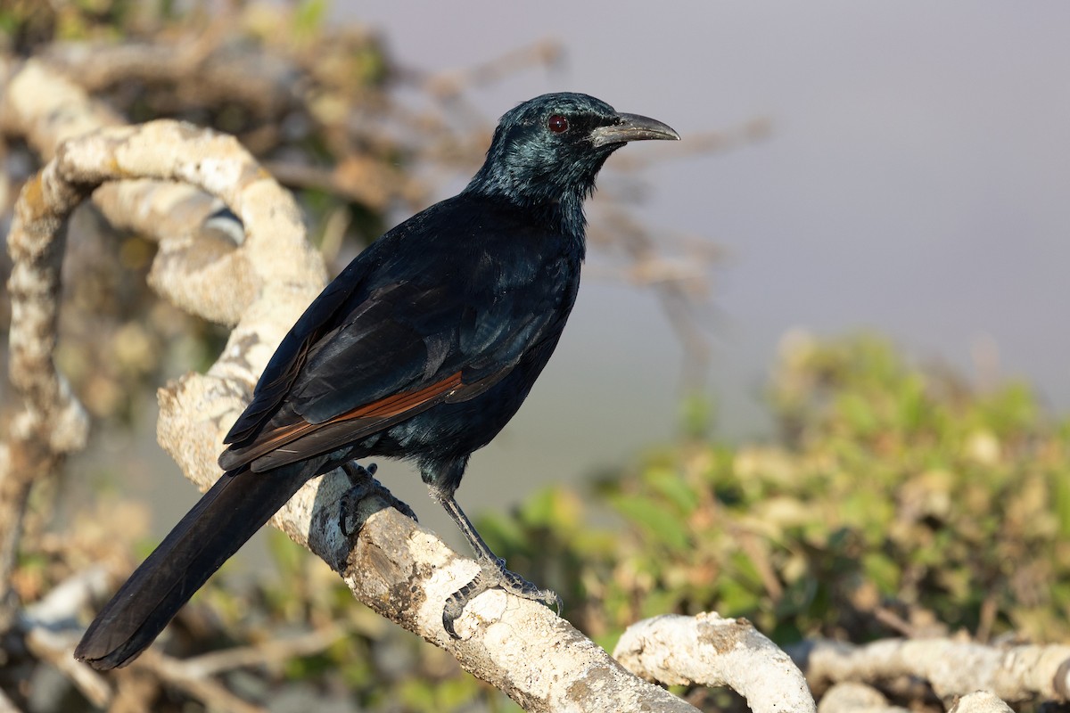 Socotra Starling - ML540800541