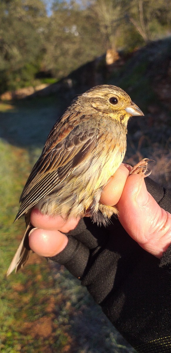 Cirl Bunting - ML540801591