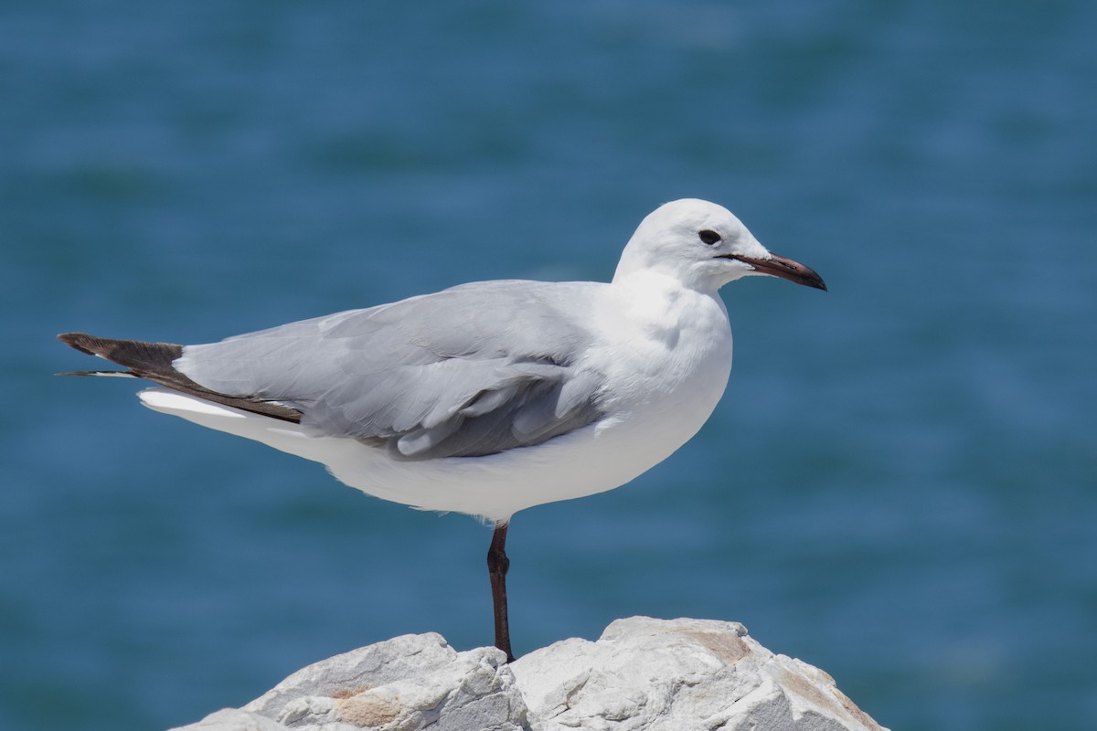 Hartlaub's Gull - ML540801831