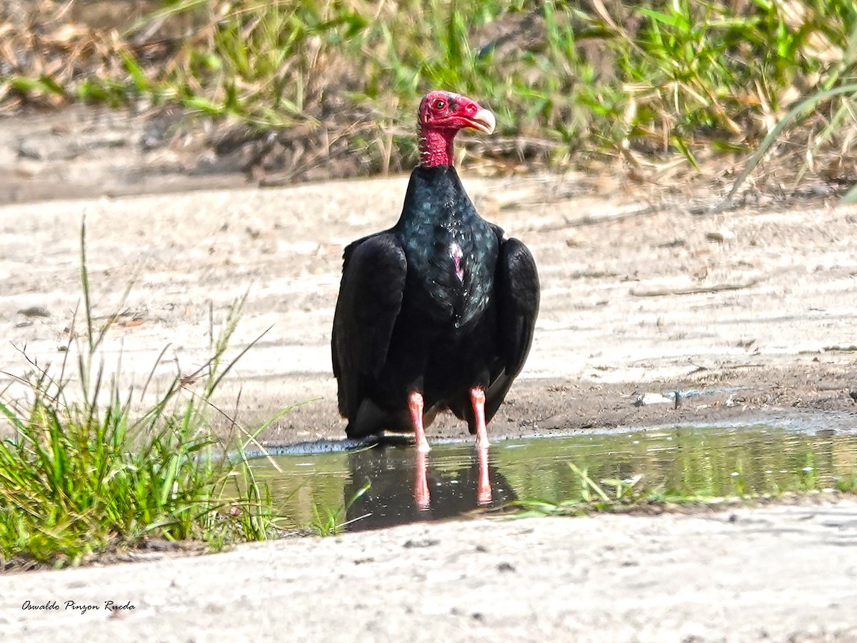 Turkey Vulture - Oswaldo Pinzon Rueda