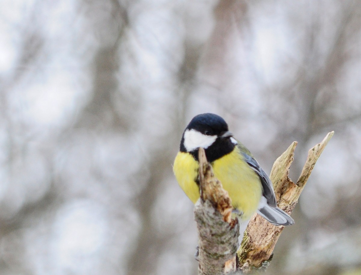 Great Tit - Анастасия Яковлева