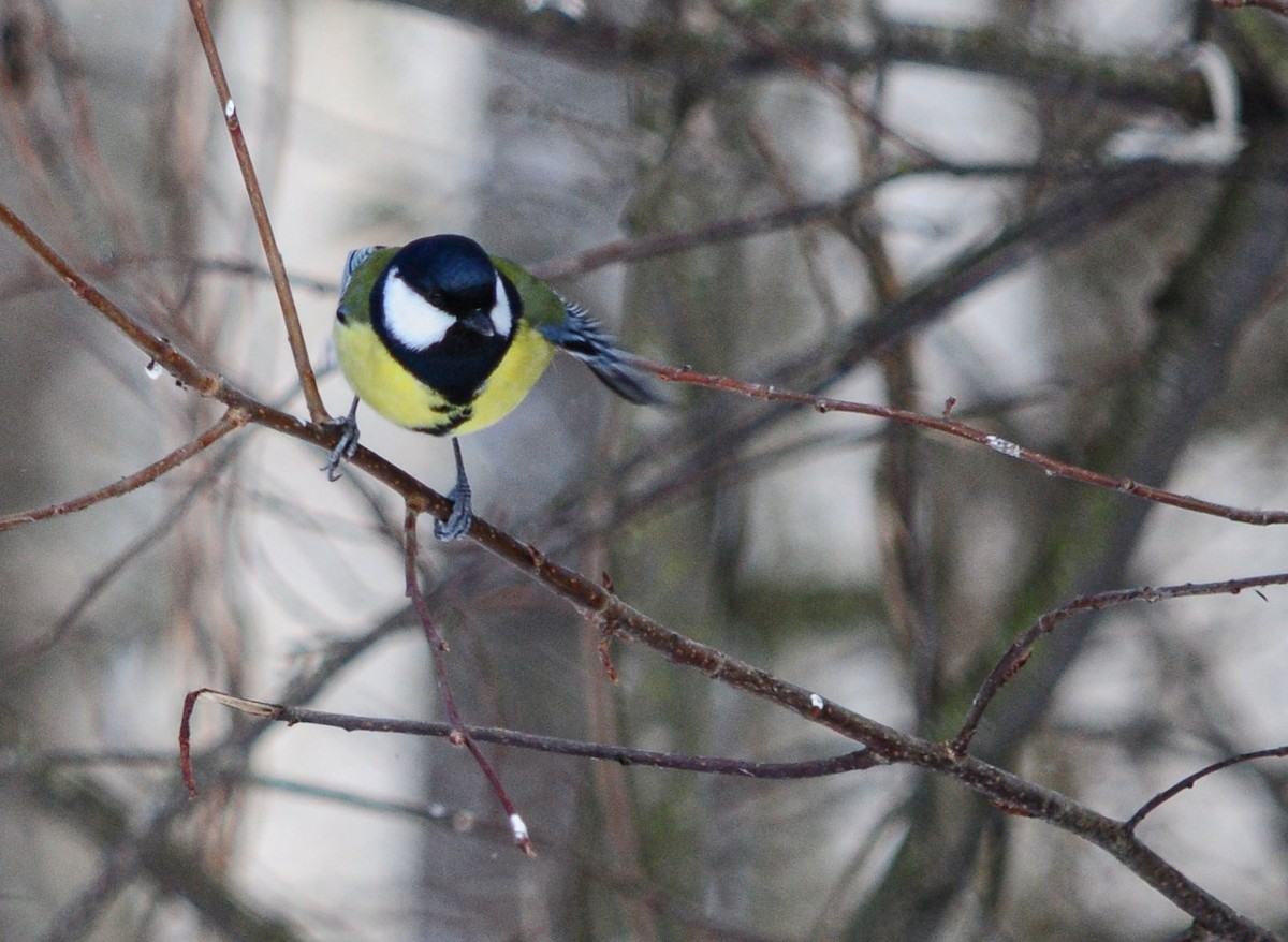 Mésange charbonnière - ML540803831