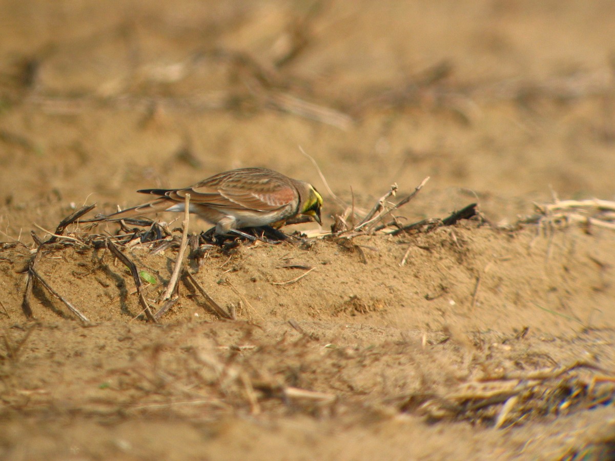 Horned Lark - Marcel Harnois