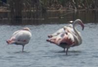 Greater Flamingo - ML540804051