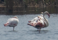 rosenflamingo - ML540804051