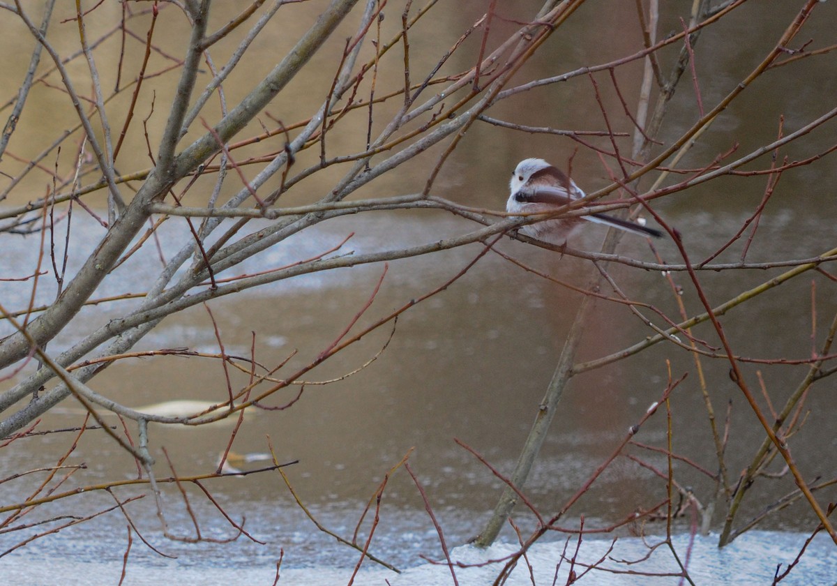 Long-tailed Tit - ML540804271